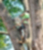 Tree Trimming and Removal